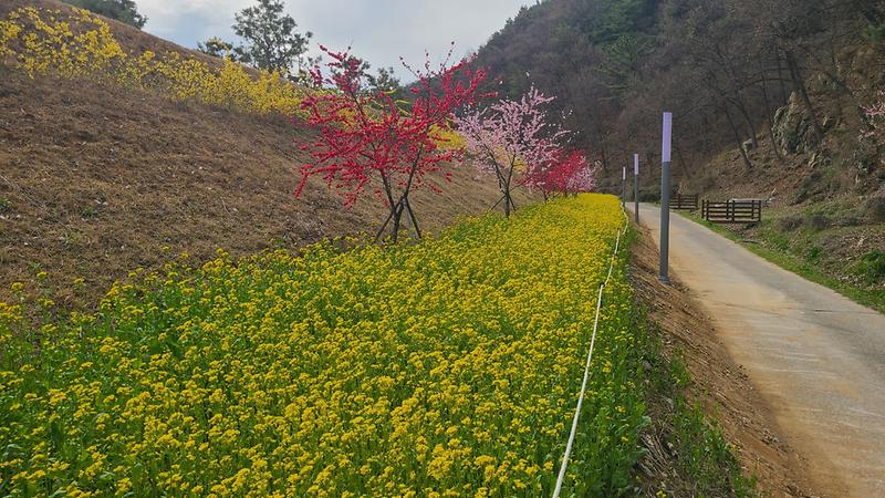 “봄나들이, 멀리가지 마세요.”관광지 봄꽃 만개 2