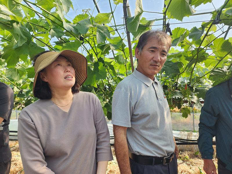 고령군 고품질 샤인머스켓 교육 실시 4회 2