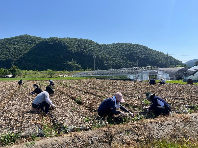 쌍림면 농촌일손돕기 실시 1