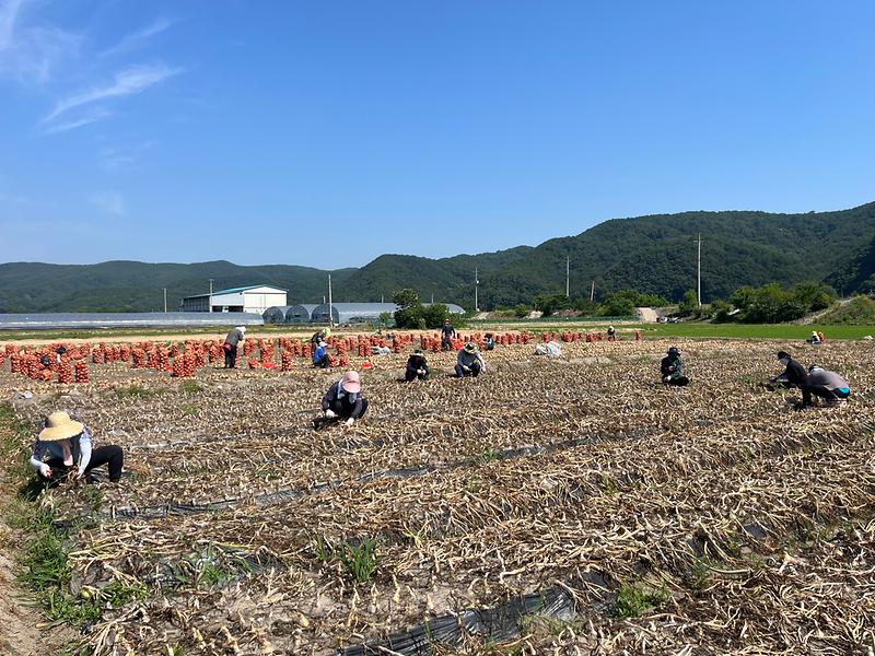 쌍림면 농촌일손돕기 실시 2