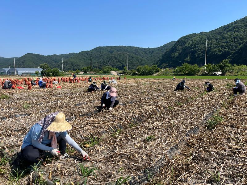 쌍림면 농촌일손돕기 실시 3