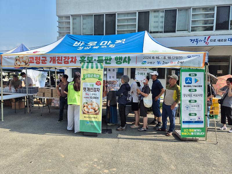 고령군, 바로마켓에서 개진감자 특판행사 가져 1