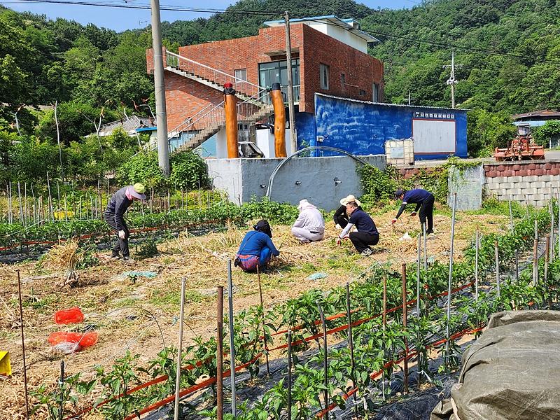 각 사회단체 및 기관단체 ‘개진면 농촌일손돕기 동참’ 1