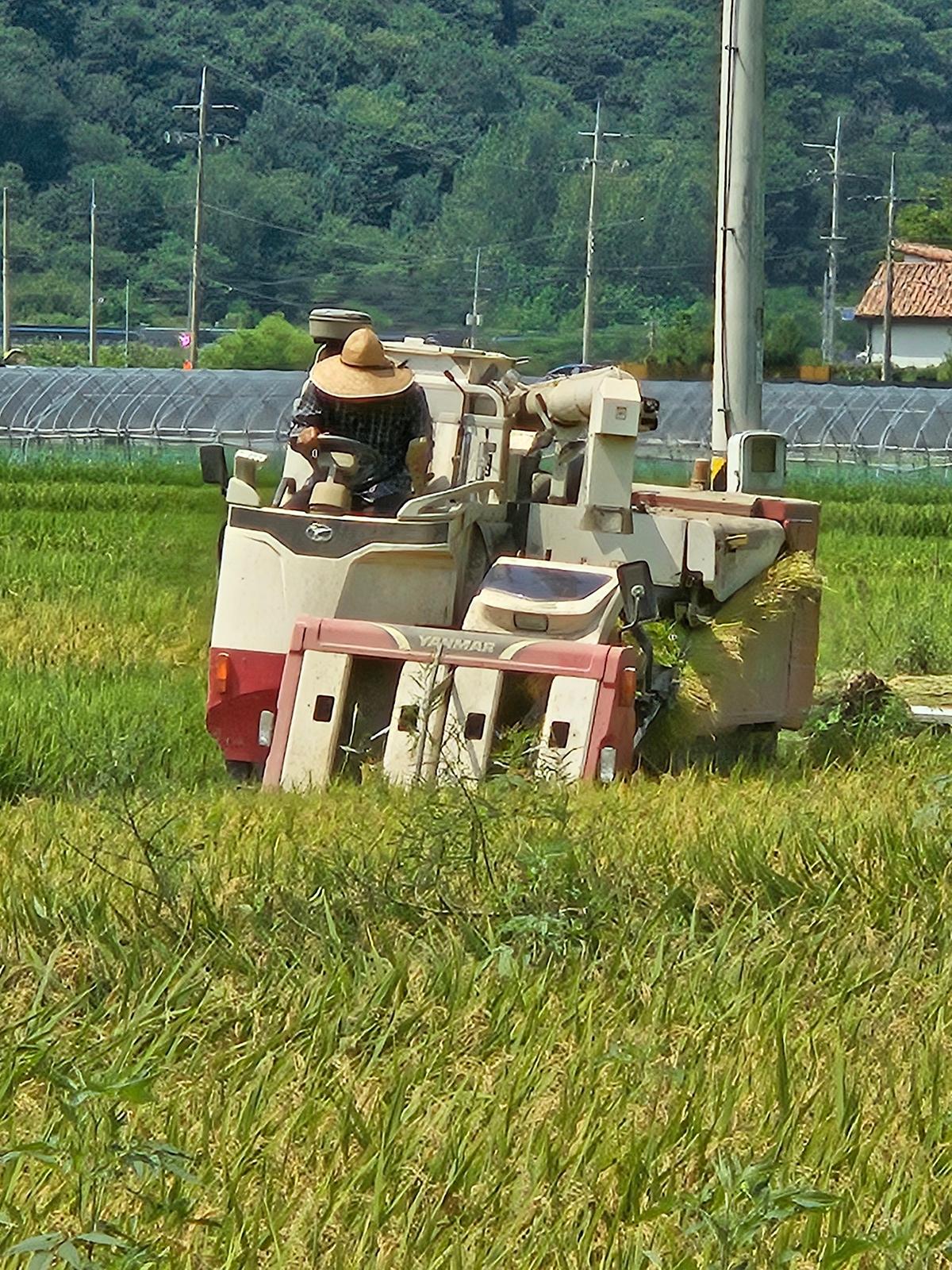 쌍림면 올해 첫 벼 수확 1