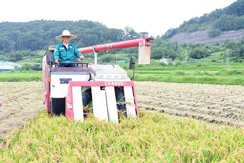 고령군 쌀전업농 햅쌀용 “조명” 첫 수확 2