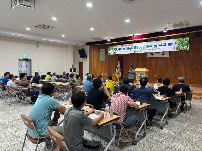 고령군, 대서마늘 씨마늘 증식농가 단구보급 및 교육 추진 2