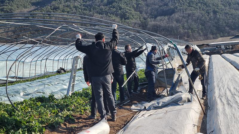 쌍림면, 추위와 맞서며 딸기 하우스 복구 1