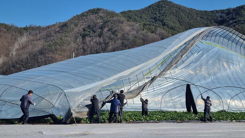 쌍림면, 추위와 맞서며 딸기 하우스 복구 2