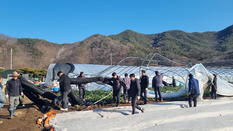 쌍림면, 추위와 맞서며 딸기 하우스 복구 3